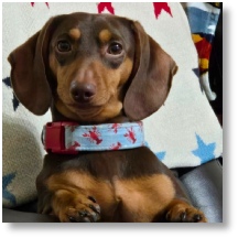 Vincent (AKA Coco) 2 year old chocolate and tan miniature dachshund sire stud