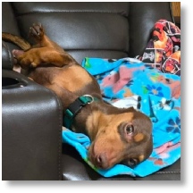 Vincent (AKA Coco) 2 year old chocolate and tan miniature dachshund sire stud