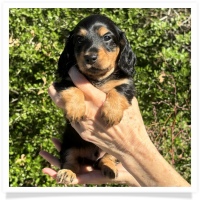 Crystal's AKC & CKC Black & Tan Long Hair Male Miniature Dachshund Puppy