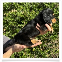 Crystal's AKC & CKC Black & Tan Long Hair Male Miniature Dachshund Puppy