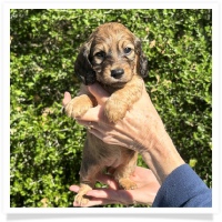 Crystal's AKC & CKC Shaded Cream or Red Long Hair Female Miniature Dachshund Puppy