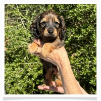 Crystal's AKC & CKC Shaded Red Long Hair Male Miniature Dachshund Puppy