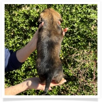 Crystal's AKC & CKC Shaded Red Long Hair Male Miniature Dachshund Puppy