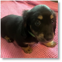 Black and Tan longhair dachshund puppy