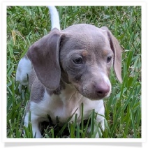 Tilly's AKC Isabella Piebald Short Hair Female Miniature Dachshund Puppy