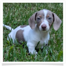 Tilly's AKC Isabella Piebald Short Hair Female #2 Miniature Dachshund Puppy