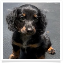 Missy's AKC Black & Tan Long Hair Male Miniature Dachshund Puppy