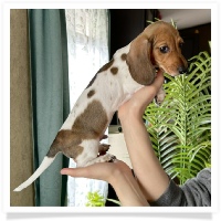 Pepper's CKC Shaded Red Piebald Short Hair Male Miniature Dachshund Puppy