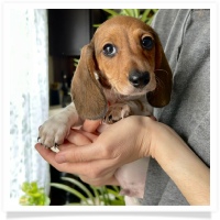 Pepper's CKC Shaded Red Piebald Short Hair Male Miniature Dachshund Puppy