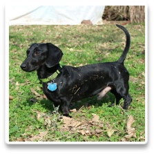 Zachary Nutter - AKC and CKC Solid Black Short Hair Miniature Dachshund