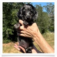 Shortcake's CKC Solid Black Dapple Long Hair Male Miniature Dachshund Puppy