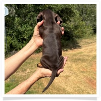 Yoo-Hoo's AKC & CKC Chocolate & Tan Short Hair Male (has rear dew-claws) Miniature Dachshund Puppy